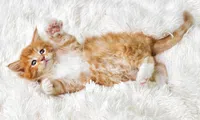 an orange and white cat lying on a bed