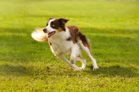 a brown and white dog carrying a frisbee in its mouth