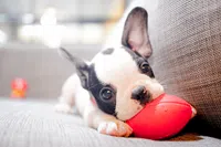 Basic Puppy Wellness Plan