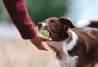 a brown and white dog