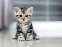 a cat sitting on a table