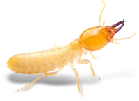 a close-up of a shrimp