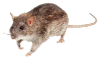 Close-up of a brown rat with detailed fur and long tail on a white background