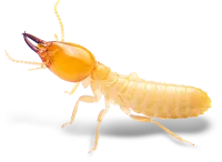 a close-up of a termite