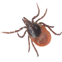 a close up of a spider