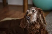 a dog looking at the camera