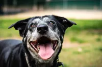 a close up of a dog