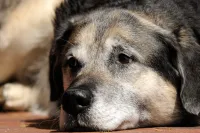 a close up of a dog