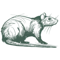 Detailed vintage-style sketch of a rat showing its long tail, whiskers, and fur texture in side profile.
