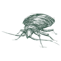 Detailed sketch of a flea showing legs, antennae, and body segments in green ink on black background