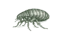 Detailed vintage illustration of a flea showing segmented body and six legs on a black background