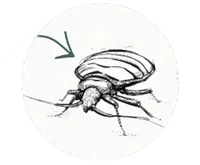Illustration of a bed bug with detailed features and anatomy highlighted.