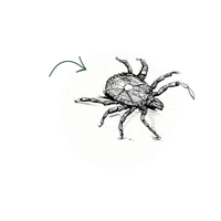 Detailed black and white sketch of a tick with eight legs and a textured body on a white circular background.