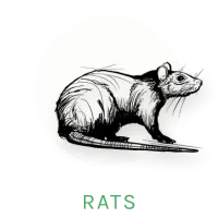 rat icon