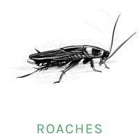 cockroach icon