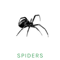spider icon
