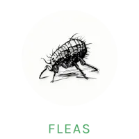 flea icon
