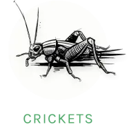 cricket icon
