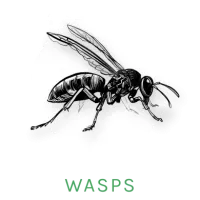 wasp icon