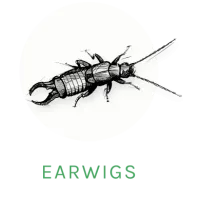 earwig icon