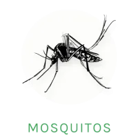 mosquito icon