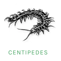 centipede icon