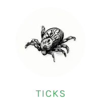 tick icon