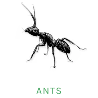 ant icon