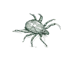Detailed scientific illustration of a spider crab highlighting its legs and textured shell on a transparent background.
