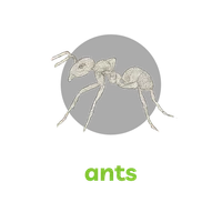 Detailed black and white sketch of an ant against a black background with green text 'ants'.
