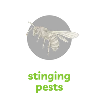 Detailed illustration of a stinging bee above green text reading 'stinging pests' on black background.