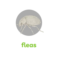 Detailed side view illustration of a flea with six legs on a black background and green text labeled fleas.