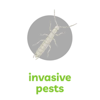 Illustration of an invasive pest insect with segmented body, antennae, and legs on a black background.