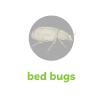 Detailed sketch of a bed bug on black background with green text caption bed bugs below.