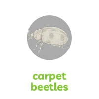 Detailed pencil sketch of a carpet beetle with oval body and distinct legs on a black background.