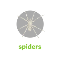 Detailed white spider illustration above bold green text spelling spiders on a black background.