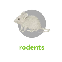 Detailed drawing of a gray mouse rodent on a black background with the word rodents in green below.