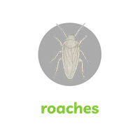 Detailed illustration of a roach insect with six legs and antennae on a black background.