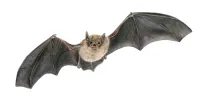 a bat with a bat