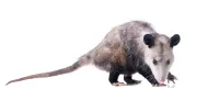 a small animal with a long tail