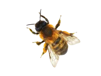 a bee flying in the air