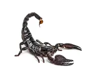 a black beetle with a long antennas