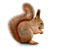 a squirrel with a white background