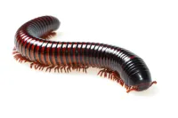 a red and black snake