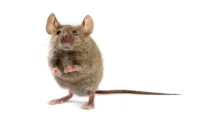 a mouse with a long tail