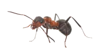 a close-up of a bug