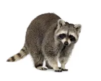 a raccoon standing on a white background