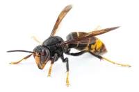 a close up of a bee