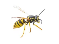 a close up of a bee