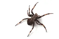 a close up of a spider